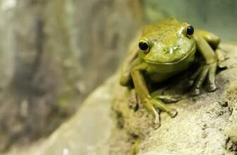 Amphibians Wallpaper X Net