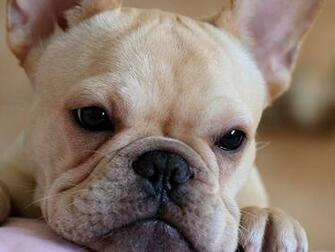 French Bulldog Puppies Wallpaper Pics Fun Animals