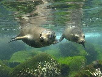 Seals Wallpaper Fun Animals Wiki Videos Pictures Stories