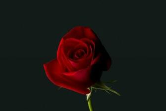 Rose Red Flower 4k Wallpaper Best