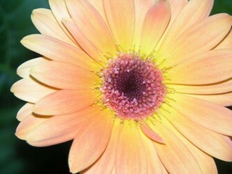 Gerber Daisy Wallpaper