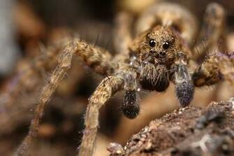 Baby Wolf Spider Wide HD Wallpaper