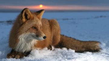 Fox HD Wallpaper Id Wallpapervortex