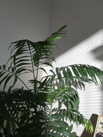 Katerina Rampota On Apartment Plant Aesthetic