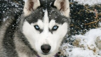 Siberian Husky Wolf HD Wallpaper Desktop