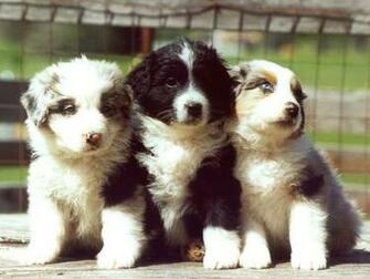 8screensavers Puppies Animal Screensaver