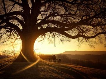 Sundown Tree Landscape Wallpaper