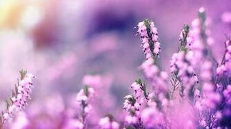 Wild Flower Wallpaper