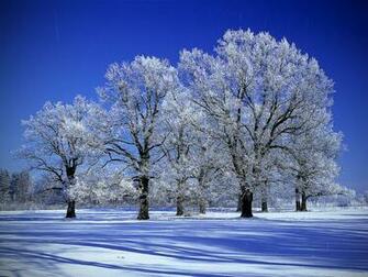 Snowy Trees Wallpaper