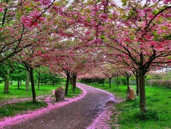 Nice Wallpaper Animals 3d Nature Beautiful Pictures