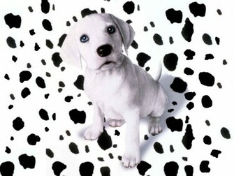 Dalmatian Wallpaper Pets Cute And Docile