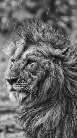Lion In The Rain iPhone Wallpaper