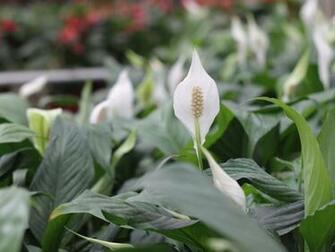 Wallpaper Peace Lilies
