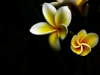 Wallpaper Frangipani By Flora Customize Org