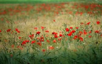 Poppies Wallpaper In Der Natur 3d F R Desktop Bilder