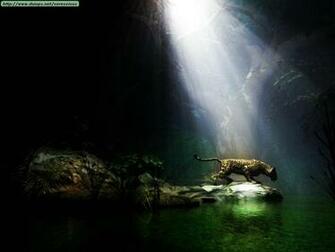 Leopards Cheetahs And Jaguars Photos Iii