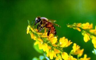 Bee Wallpaper