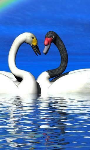 Awesome Birds Live Wallpaper Displays Image Of Theme In A High