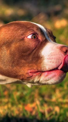 Wallpaper American Bully Animal Face Tongue