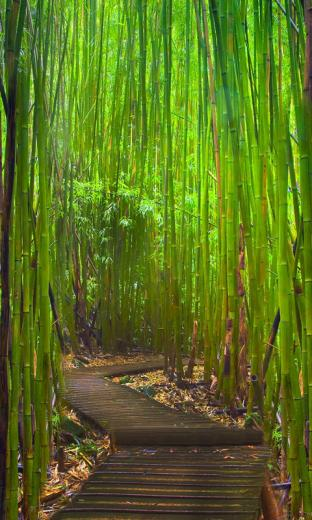 Bamboo HD Live Wallpaper For Android