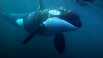 Orca Whale Wallpaper Image
