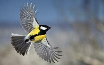 Bird In Flight Wallpaper And Image Pictures Photos