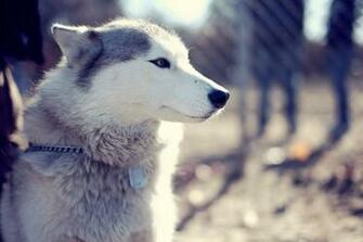Husky Wallpaper
