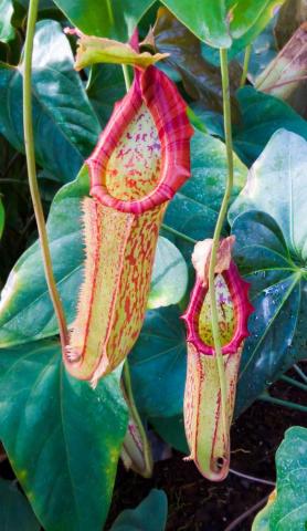 Picture Of Pitchers By Pistos Caedes Desktop Wallpaper