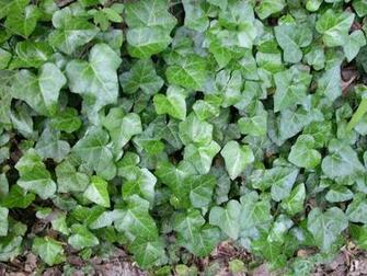 Hedera Helix English Ivy Pc Android iPhone And iPad Wallpaper