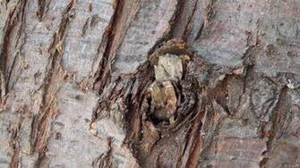 Tree Bark Wallpaper Barbaras HD