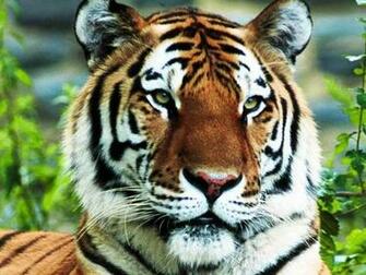 Tiger Wallpaper