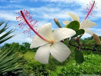 Hawaiian Flowers Wallpaper