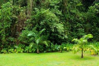 Background Dense Environment Flora Foliage Photo From