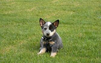 Best Blue Heeler Wallpaper