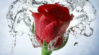 Red Rose Live Wallpaper Android Apps On Google Play