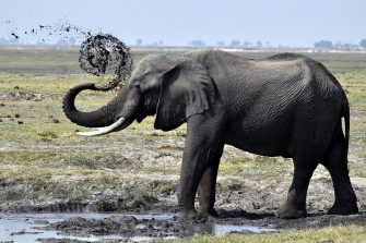 4k Elephant Wallpaper