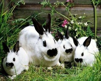 White Rabbit With Child HD Wallpaper