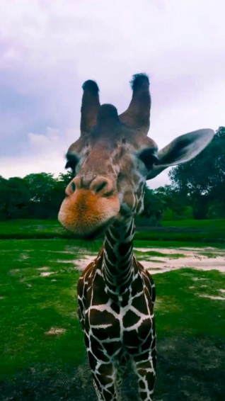 Animal Aesthetic Wallpaper