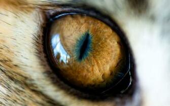Wallpaper Animal Eye Of The Tiger