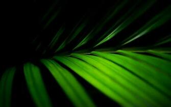 Palm Fronds Vista Desktop Background Pixel Popular HD