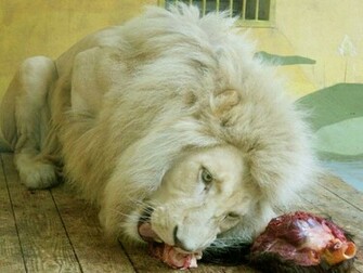 White Lion Desktop Wallpaper Computer