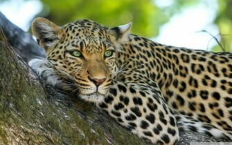 Wallpaper Leopard