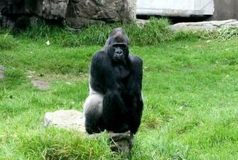 Source Url DailyBackground Gorilla