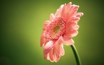 Single Pink Flower Green Backgrund HD Wallper Wallpaper Background