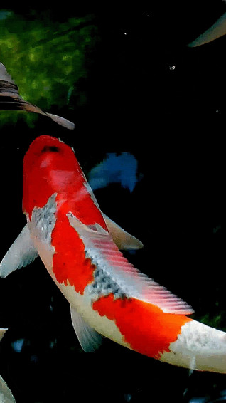 Koi Fish iPhone Wallpaper