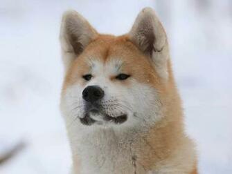 Akita Inu Dog HD Wallpaper Dogbreedswallpaper