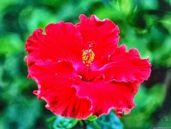 Hibiscus Flowers HD Wallpaper
