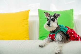 Wallpaper The Miniature Schnauzer Dwarf Dog Dress Outfit