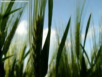 Club Buzz Crops Field Wallpaper