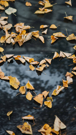Leaves Aesthetic Wallpaper